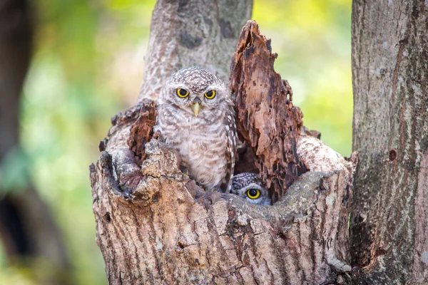 Little Owls in a hollow tree — Stock Photo, Image