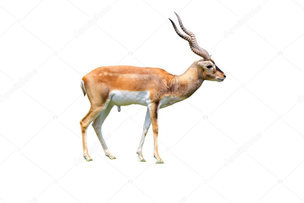 Thomson's gazelle by horn isolated white background