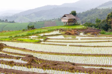 Yeşil teraslı pirinç alan yağışlı sezon Pa Pong Pieng, Mae Chaem, Chiang Mai, Tayland