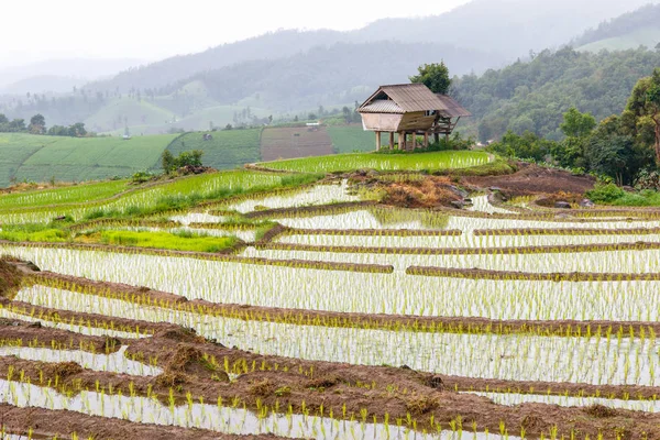 Green Terraced Rice Field rainy season in Pa Pong Pieng , Mae Chaem, Chiang Mai, Thailand — Stock Photo, Image