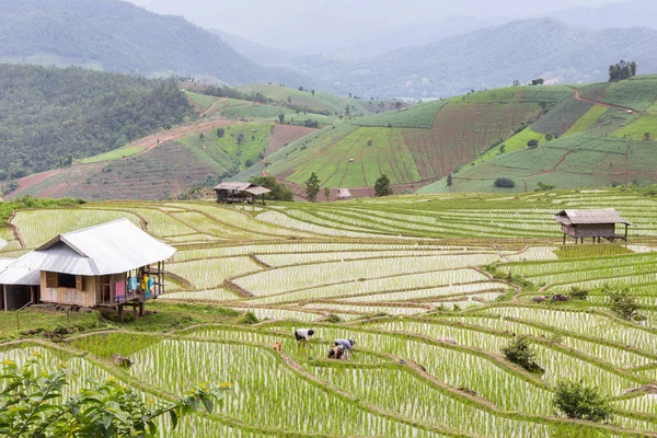 Zelené terasovité řýže dešťů v Pa Pong Pieng, Mae Chaem, Chiang Mai, Thajsko — Stock fotografie