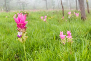 Siam Lale kadar kapatın