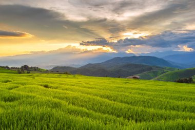 Pa Pong Pieng 'deki Yeşil Teraslı Pirinç Tarlası Mae Chaem, Chiang Mai, Tayland