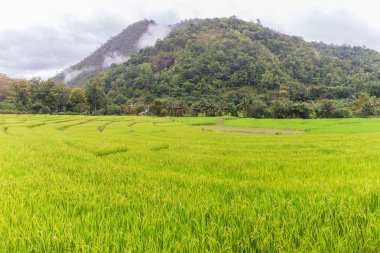Yeşil Mae La Noi, Maehongson il, Tayland pirinç alan teraslı