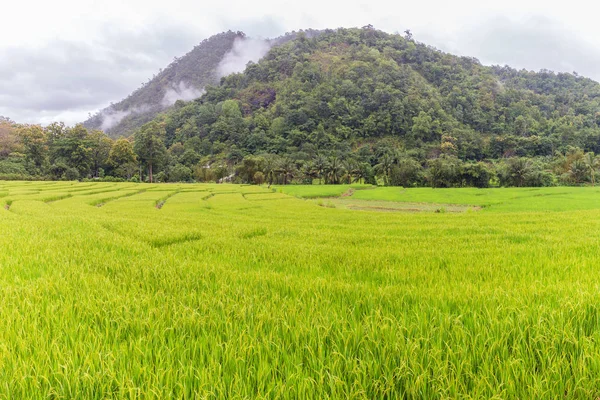 Yeşil Mae La Noi, Maehongson il, Tayland pirinç alan teraslı — Stok fotoğraf