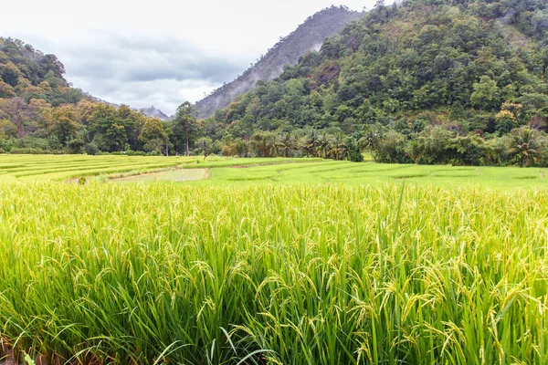 Зелений терасові рисові поля в Mae La Ной, Maehongson — провінція Таїланду — стокове фото