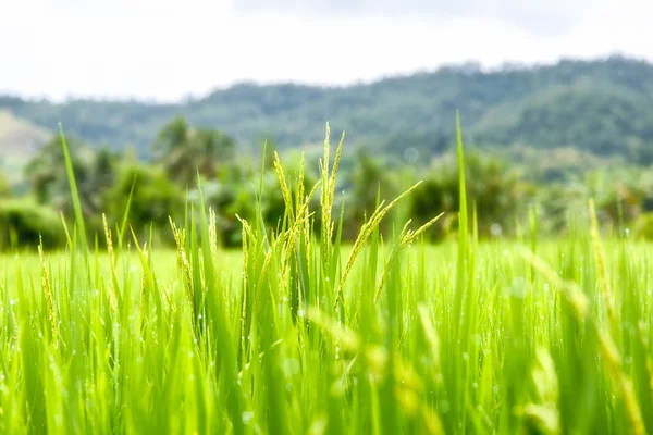 Green Terraced Rice Field in Mae La Noi, Maehongson Province, Thailand — Stock Photo, Image