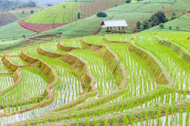 Pa Pong Pieng 'deki Yeşil Teraslı Pirinç Tarlası Mae Chaem, Chiang Mai, Tayland