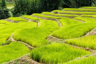 Yeşil Mae Klang Luang, Mae Chaem, Chiang Mai, Tayland pirinç alan teraslı