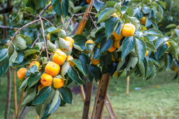 Niedojrzałe persimmon & świeża zieleń liści w Chiang Mai, Tajlandia — Zdjęcie stockowe