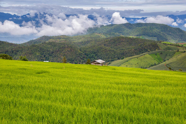 Зеленая терраса рисовое поле в Pa Pong Pieng, Mae Chaem, Чиангмай, Таиланд
