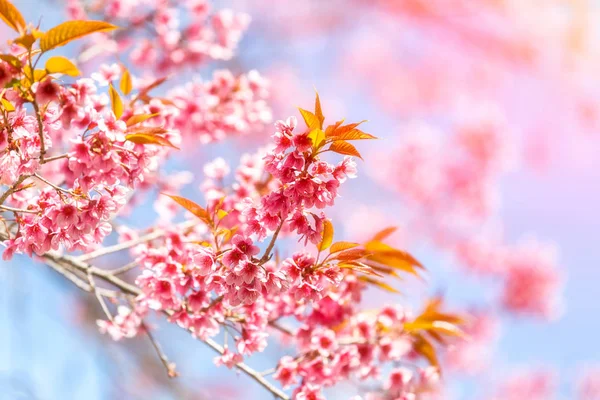 Hermosa flor de cerezo, Chiang Mai, Tailandia — Foto de Stock