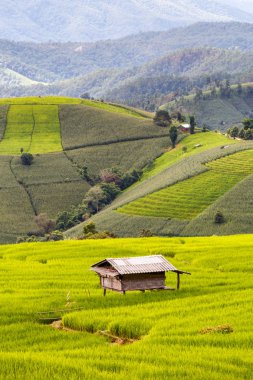 Pa Pong Pieng 'deki Yeşil Teraslı Pirinç Tarlası Mae Chaem, Chiang Mai, Tayland