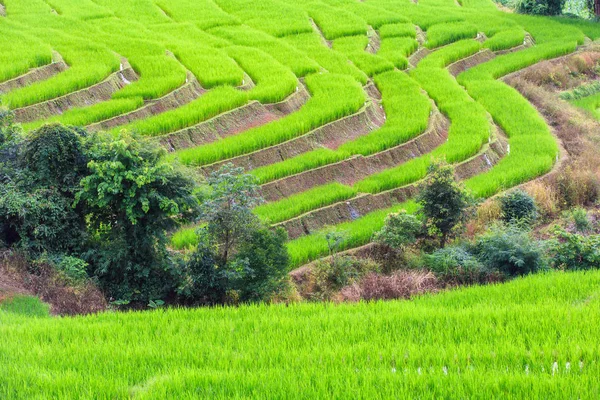 Grünes Terrassenreisfeld in Pa Pong Pieng, Mae Chaem, Chiang Mai, Thailand — Stockfoto