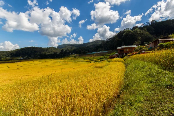 Green Terraced Rice Field en Mae Klang Luang, Mae Chaem, Chiang Mai, Tailandia —  Fotos de Stock