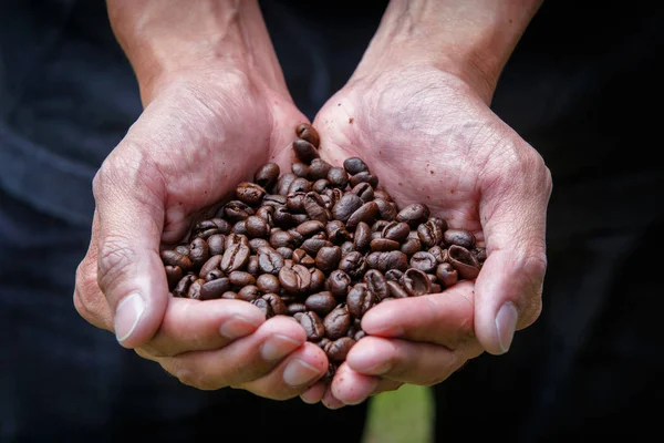 Segurando grãos de café nas mãos — Fotografia de Stock