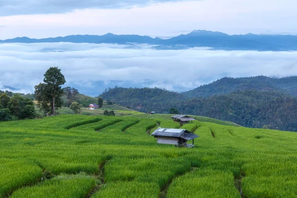 Green Terraced Rice Field em Pa Pong Pieng, Mae Chaem, Chiang Mai, Tailândia — Fotografia de Stock