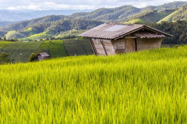 Pa Pong Pieng 'deki Yeşil Teraslı Pirinç Tarlası Mae Chaem, Chiang Mai, Tayland
