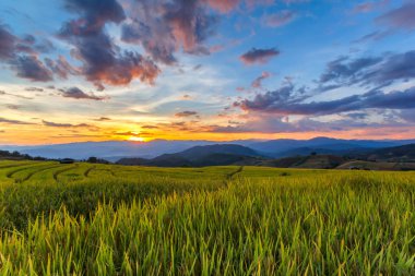 Pa Pong Pieng 'deki Yeşil Teraslı Pirinç Tarlası Mae Chaem, Chiang Mai, Tayland
