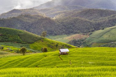 Pa Pong Pieng 'deki Yeşil Teraslı Pirinç Tarlası Mae Chaem, Chiang Mai, Tayland