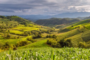 Pa Pong Pieng 'deki Yeşil Teraslı Pirinç Tarlası Mae Chaem, Chiang Mai, Tayland