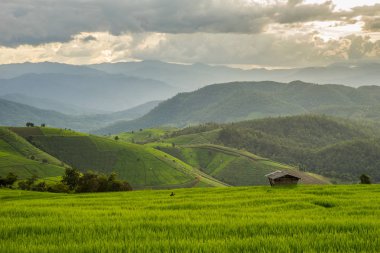 Pa Pong Pieng 'deki Yeşil Teraslı Pirinç Tarlası Mae Chaem, Chiang Mai, Tayland
