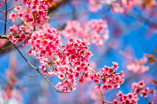 Bela flor de cereja, Chiang Mai, Tailândia — Fotografia de Stock