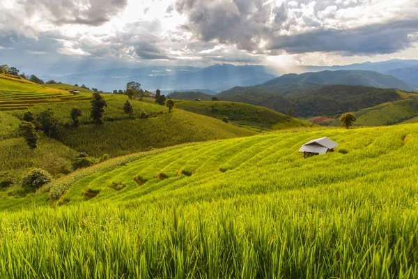 Zelené terasové rýžové pole v Pa Pong Pieng, Mae Chaem, Chiang Mai, Thajsko — Stock fotografie