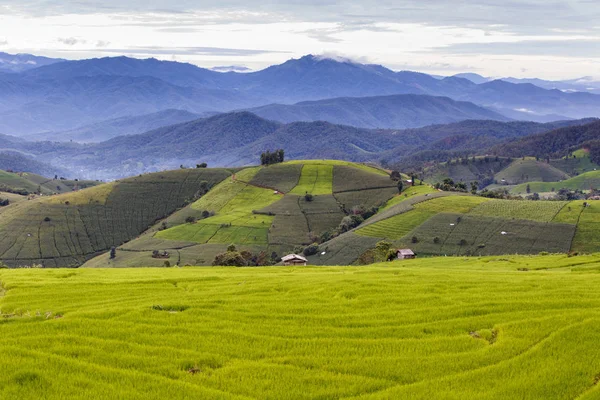 Zelené terasové rýžové pole v Pa Pong Pieng, Mae Chaem, Chiang Mai, Thajsko — Stock fotografie