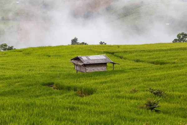 Zelené terasové rýžové pole v Pa Pong Pieng, Mae Chaem, Chiang Mai, Thajsko — Stock fotografie