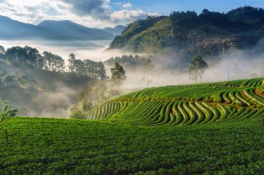 Puslu sabah gündoğumu çilek bahçesinde, görünümü sabah sis DOI angkhang Mountain, Chiang Mai, Tayland 