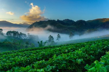 Puslu sabah gündoğumu çilek bahçesinde, görünümü sabah sis DOI angkhang Mountain, Chiang Mai, Tayland