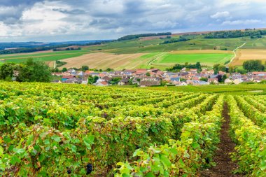 Gün batımında şampanya bağları, Montagne de Reims, Fransa