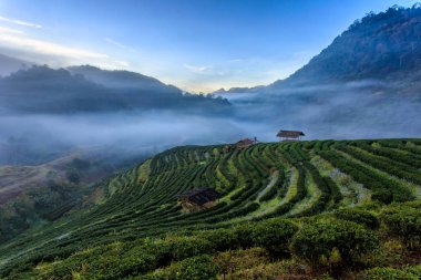 Çay plantasyon güzel manzara, Doi Ang Khang Chiang Mai, Tayland Doi ünlü turistik cazibe