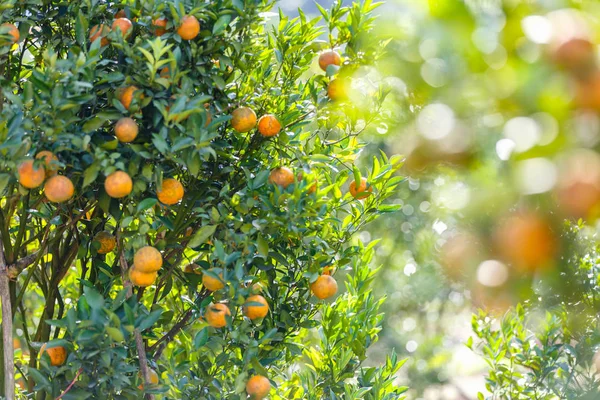 Drzewko pomarańczowe - Orange Farm w dzielnicy fang Chiang Mai, Tajlandia — Zdjęcie stockowe