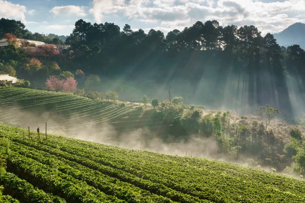 Misty morning sunrise in strawberry garden, View of morning mist at Doi Ang Khang, Chiang Mai Province, Thailand