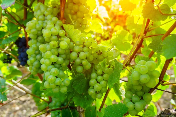 Uvas vitivinícolas en la región del champán en otoño cosecha, Francia — Foto de Stock