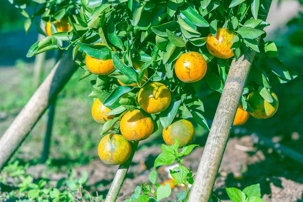 Pomarańcza z dojrzałych pomarańczy w ogrodzie — Zdjęcie stockowe