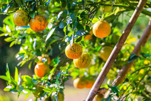 Pomarańcza z dojrzałych pomarańczy w ogrodzie — Zdjęcie stockowe