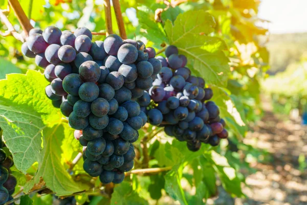 Fermez les vignes dans la région champenoise à la récolte d'automne, Reims, France — Photo