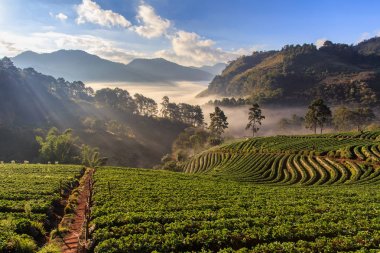 Misty morning sunrise in strawberry garden, View of Morning Mist at doi angkhang Mountain, Chiang Mai, Thailand clipart