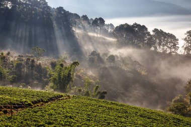 Puslu sabah gündoğumu çilek bahçesinde, görünümü sabah sis DOI angkhang Mountain, Chiang Mai, Tayland
