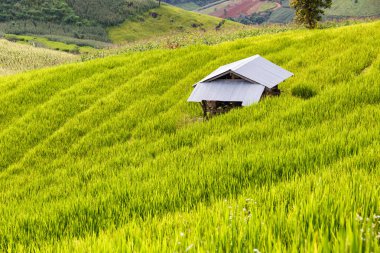 Pa Pong Pieng 'deki Yeşil Teraslı Pirinç Tarlası Mae Chaem, Chiang Mai, Tayland