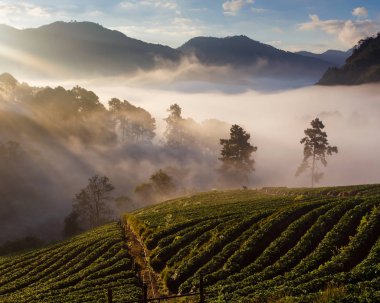 Puslu sabah gündoğumu çilek bahçesinde, görünümü sabah sis DOI angkhang Mountain, Chiang Mai, Tayland