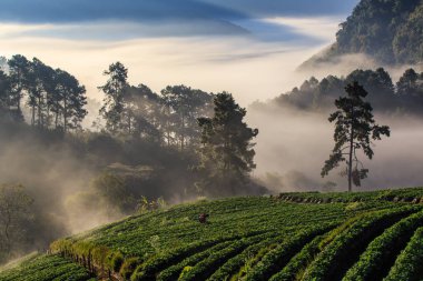 Puslu sabah gündoğumu çilek bahçesinde, görünümü sabah sis DOI angkhang Mountain, Chiang Mai, Tayland