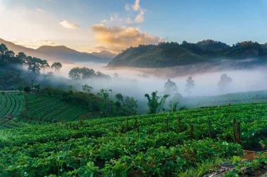 Puslu sabah gündoğumu çilek bahçesinde, görünümü sabah sis DOI angkhang Mountain, Chiang Mai, Tayland