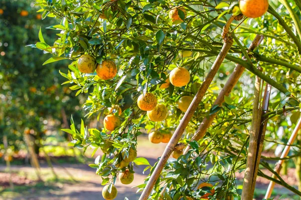 Drzewko pomarańczowe - Orange Farm w dzielnicy fang Chiang Mai, Tajlandia — Zdjęcie stockowe