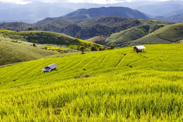 Zelené terasové rýžové pole v Pa Pong Pieng, Mae Chaem, Chiang Mai, Thajsko — Stock fotografie