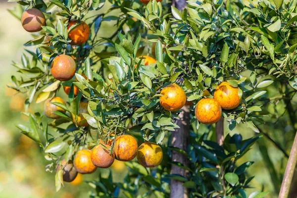 Drzewko pomarańczowe - Orange Farm w dzielnicy fang Chiang Mai, Tajlandia — Zdjęcie stockowe