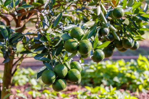 Drzewko pomarańczowe - Orange Farm w dzielnicy fang Chiang Mai, Tajlandia — Zdjęcie stockowe